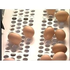 tojásszalag 300x1,5 mm, fehér, perforált (8 lyuk)